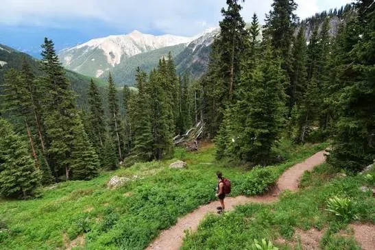 Forest trail